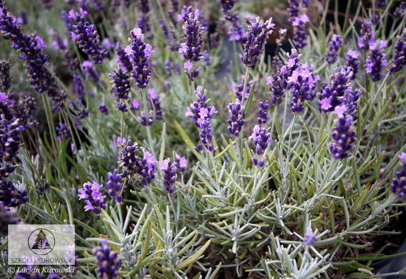 Lavandula angustifolia 'Anna'